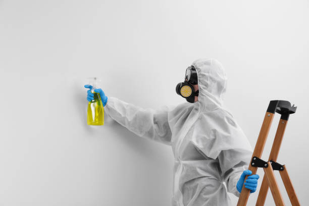 Mold Removal